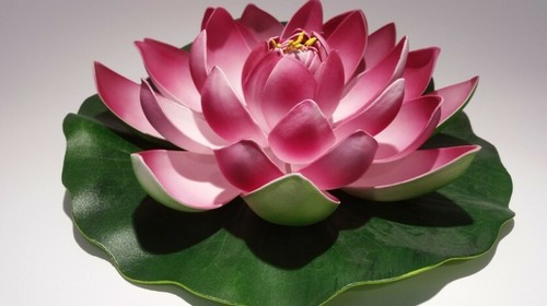 Fleur lotus nénuphar - de, rose