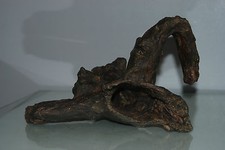 Superbe Racine De Bois Flotté