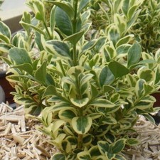 Buis élégant Buxus sempervirens elegans pot 3 litres 30/40 cm