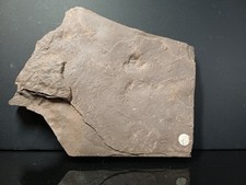 Trace De Pas Autunien Rouge De