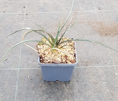 Yucca elata - /, arbre