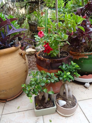 Déco verdure sur - =,