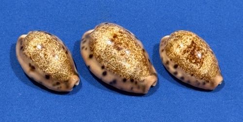 Cypraea caurica masirensis