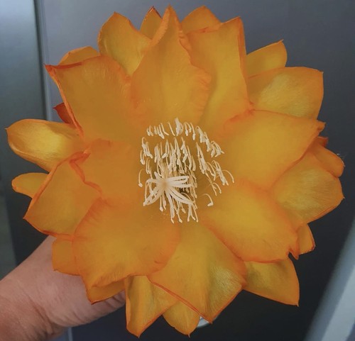 Rare epiphyllum ron - rare, -epiphyllum