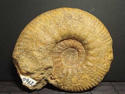 Ammonite homoeoplanulites - ammonite, sp