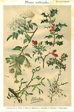 1935 Botany Engraving Medicinal Plants Book Issue