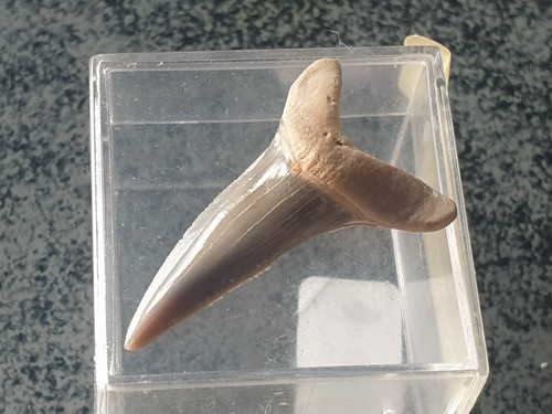 Shark tooth dent - -,