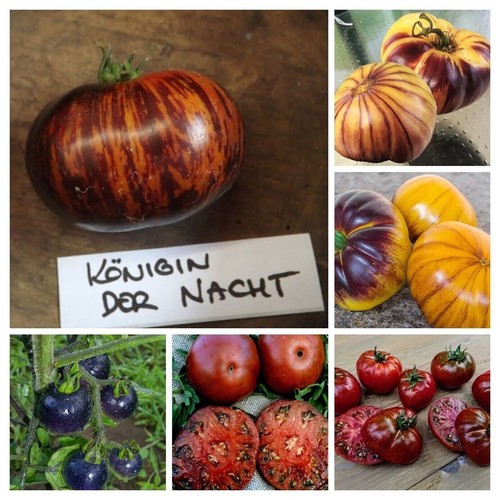 Blue tomato seeds mix - tomato,