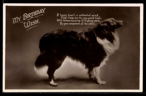 Collie profil lors un - de, d'un