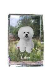 Bichon Frisé, Bichon Bouclé
