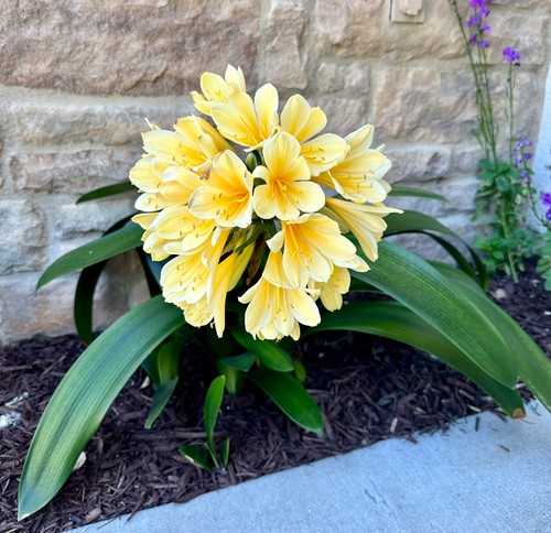 Adult mature yellow clivia - ,,