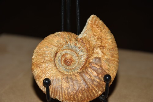 Rare ammonite gracilisphectes - ammonite,