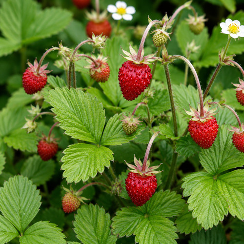 Fragaria vesca alexandria - fragaria,