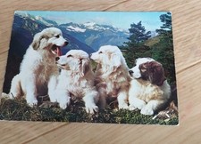 Animals - Dog. Dogs - Pyrenees Puppies Breeding Pic de Marbore POUZAC 