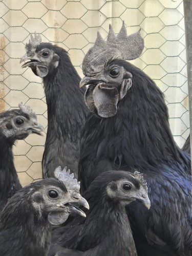 Fertilized hatching eggs - hatching,