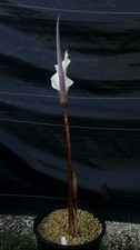 Amorphophallus ankarana 'patterned petiole' Aroid Corpse flower Rare