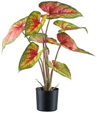 Caladium Red Flash 55cm Grünrot, Dans Pot en Plastique 12,5x11,5cm Avec Terre