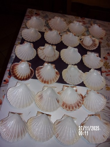 Lots coquilles - de, 24