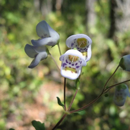 Jovellana punctata plante de - punctata,