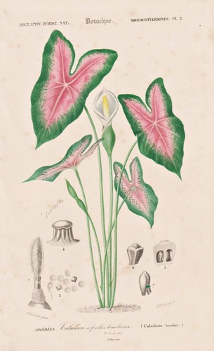 Caladium bicolor kaladien - caladium,