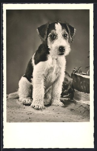Chiot terrier assis dans - , le