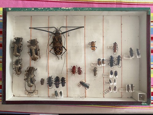 Boite collection insectes - boite, d