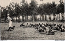 41 - In sologne, the guardian of turkeys.