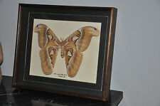 Attacus atlas butterfly frame showcase entomology butterfly entomology CURIOSITY