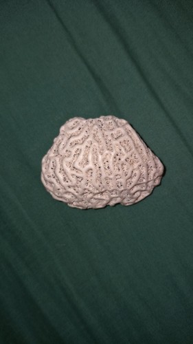 Corail cerveau neptune - corail,