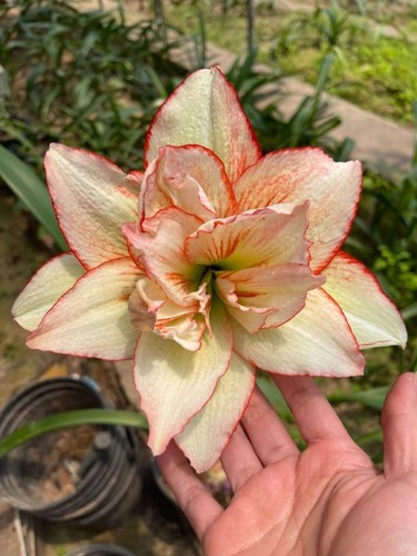 Amaryllis lily double - amaryllis, light