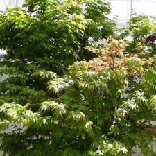 Acer palmatum - Erable du