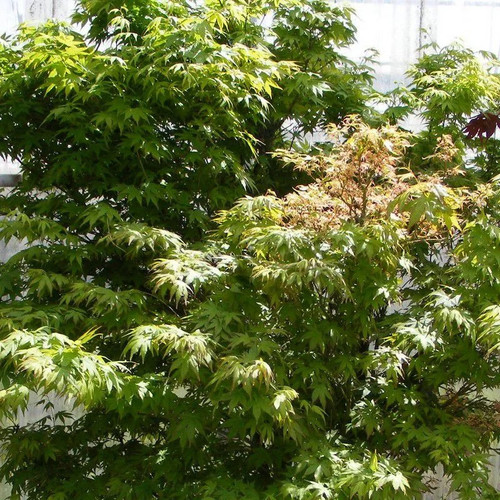 Acer palmatum erable - acer, du