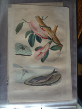 Gravure ancienne XIX Nature 