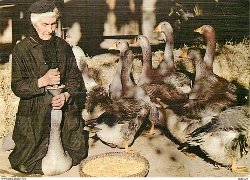 Carte postale animaux - postale,