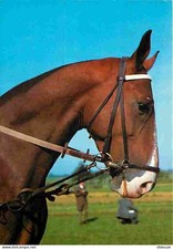 Animals - Horses - Horse Portrait - Horse Head - Postal Betting Flame