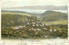 CP PEACE AND PLENTY - SHEEP HERD - 16499