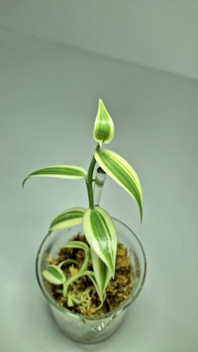 Vanilla planifolia albo - vanilla,