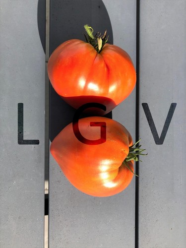 Graines tomates coeur de - 20,