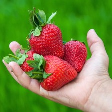 Fragaria ananassa 'Maxim' -