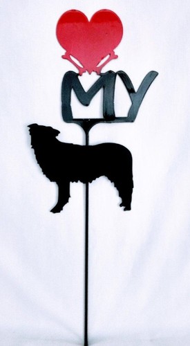 Border collie love yard - border,