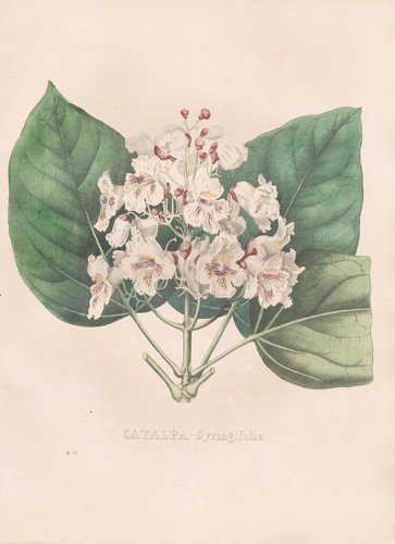 Catalpa syringifolia america - syringifolia,