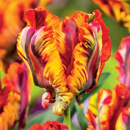 Bulbes tulipes perroquets - tulipes,