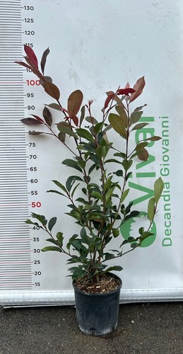 Plantes photinia v18 h - 50, de
