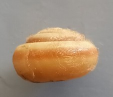 landsnail RARE OFFER Hemitrichia boettgeri 23mm F+++