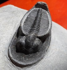 TRILOBITE DÉVONIEN DU MAROC