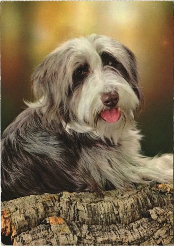 Cpa bearded collie - cpa,