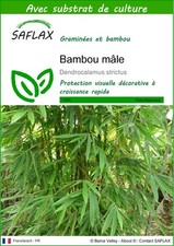 SAFLAX - Graines et substrat -