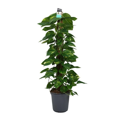 Plante intérieur verte - plante,