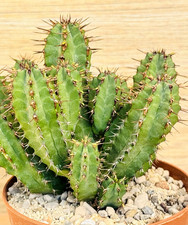 Euphorbia golisana, pot 10 cm
