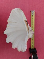 Coquillage bénitier de grande